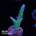 Acropora 'Blue & Green Polyps'