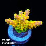 FM Sour Patch