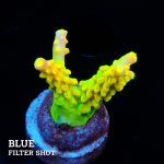 FM Sour Patch