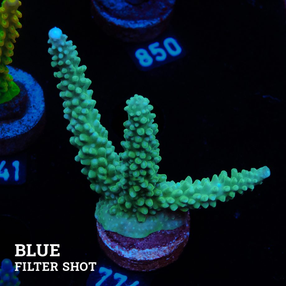 TK Blue Stag
