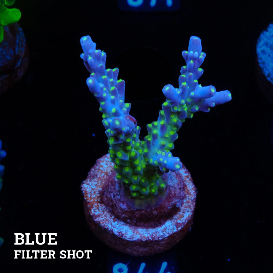 Acropora 'Blue & Green Polyps'