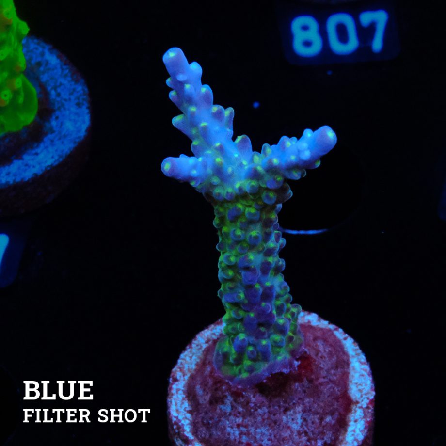 Acropora 'Blue & Green Polyps'