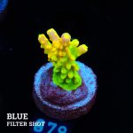 FM Sour Patch