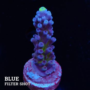 Acropora 'Cali Tort