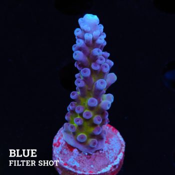 Acropora 'Cali Tort