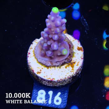 Acropora 'Fiji Yellow Tip'