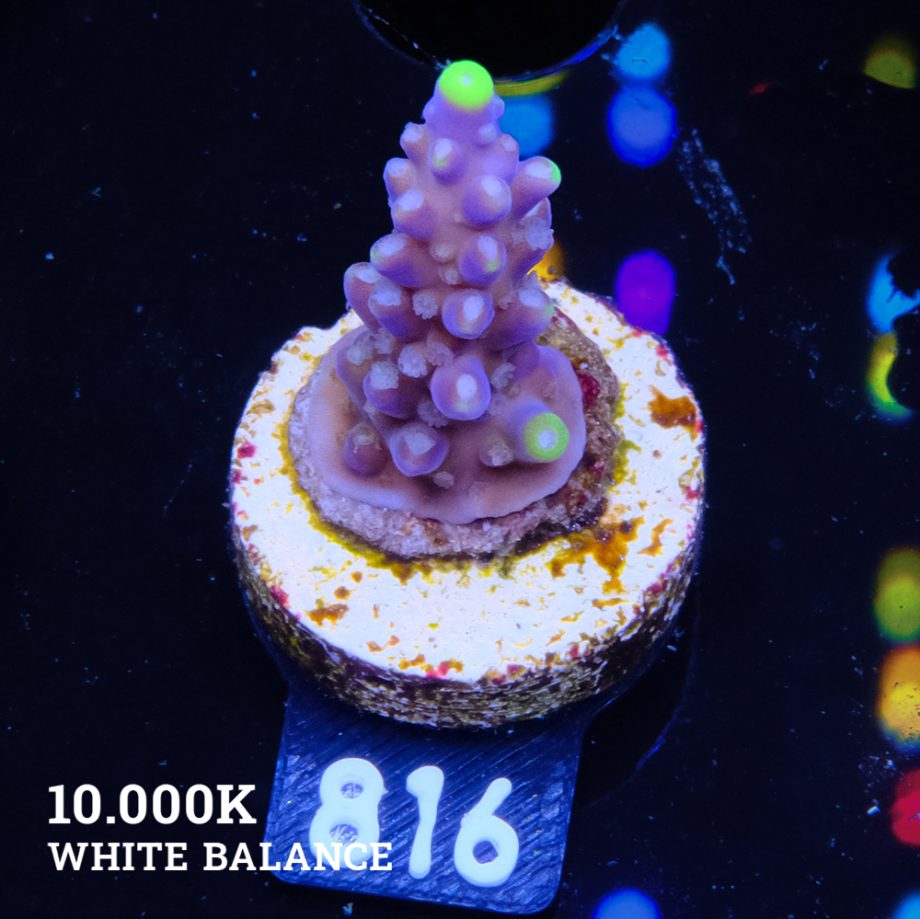 Acropora 'Fiji Yellow Tip'