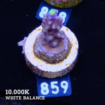 Acropora 'Fiji Yellow Tip'