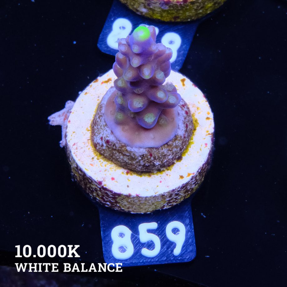 Acropora 'Fiji Yellow Tip'