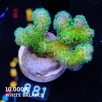 Pocci 'Neon'