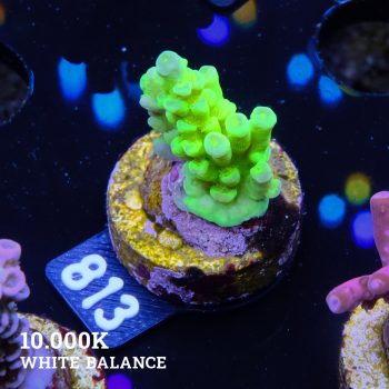 Acropora Batunati B-Ware