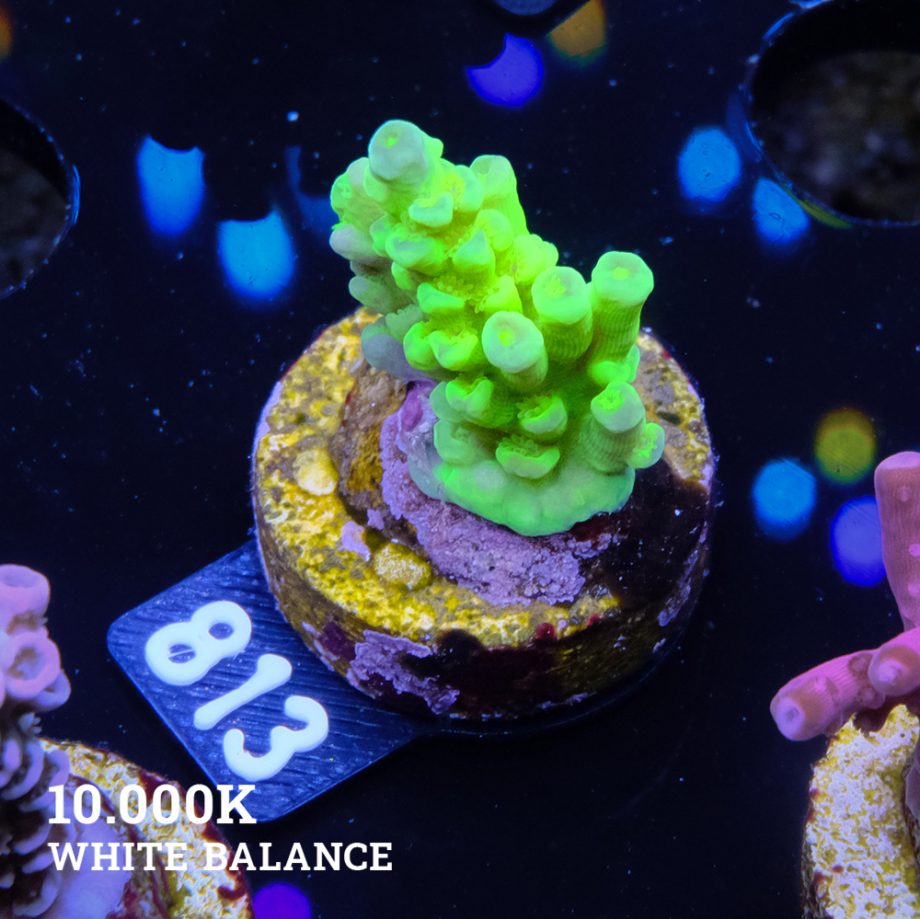 Acropora Batunati B-Ware