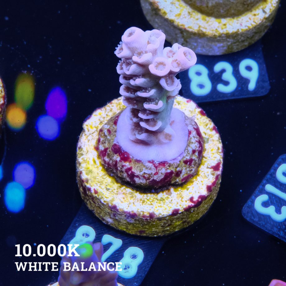 Acropora Tenuis 'Rainbow Morph'