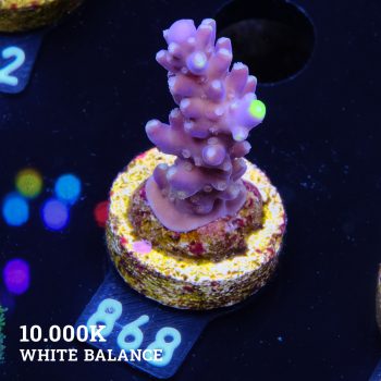 Acropora 'Fiji Yellow Tip'