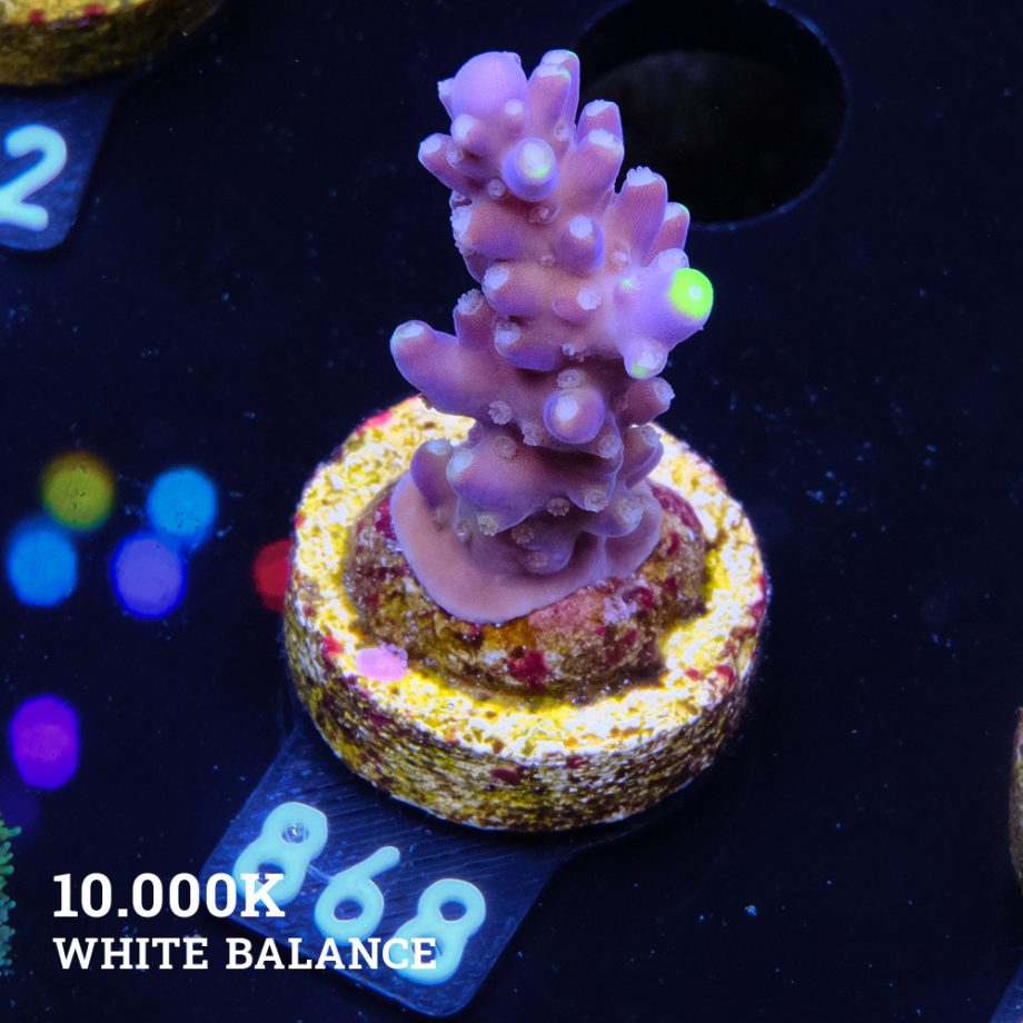 Acropora 'Fiji Yellow Tip'