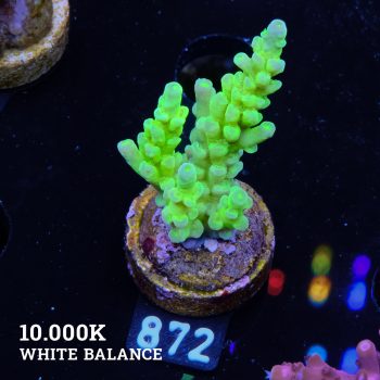 Acropora Batunati