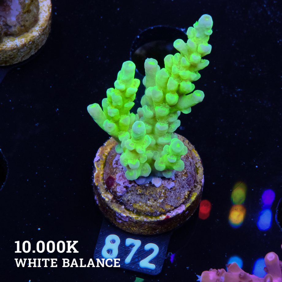Acropora Batunati