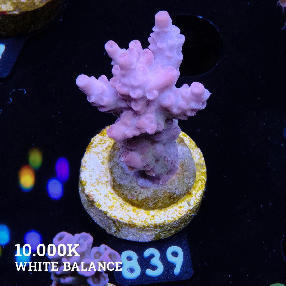 Acropora 'Pale & Rose'