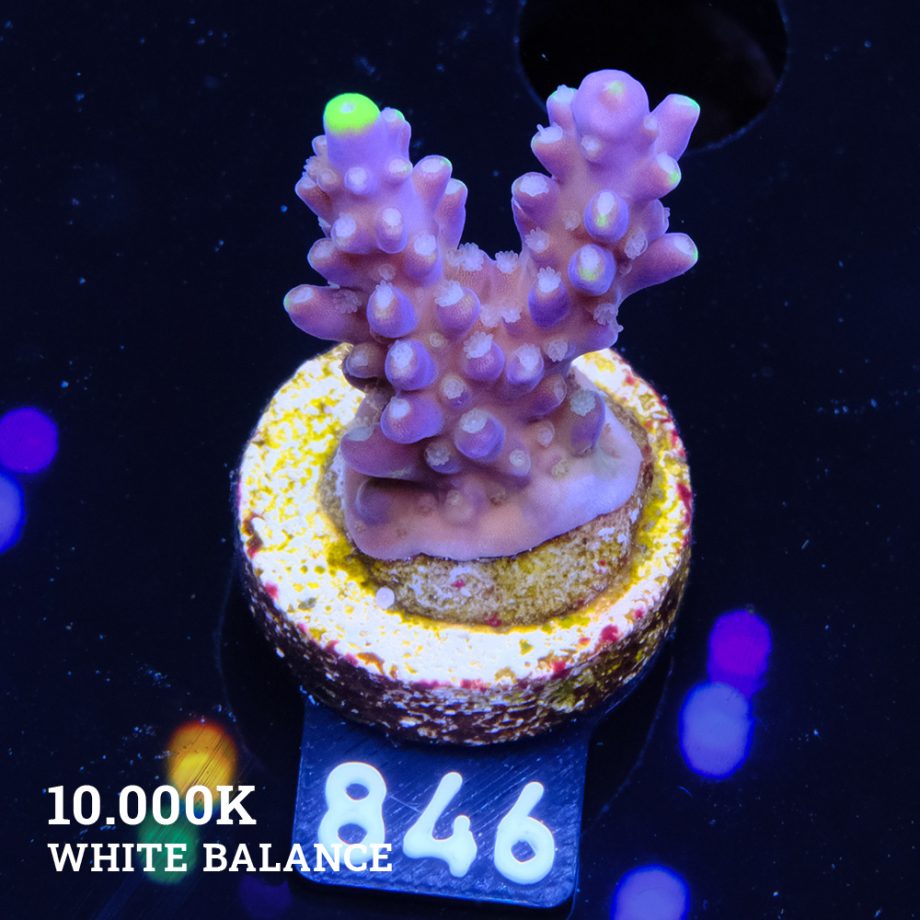 Acropora 'Fiji Yellow Tip'
