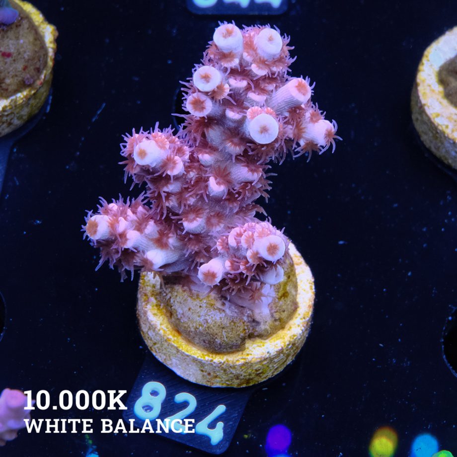 Acropora Tenuis 'Pink'
