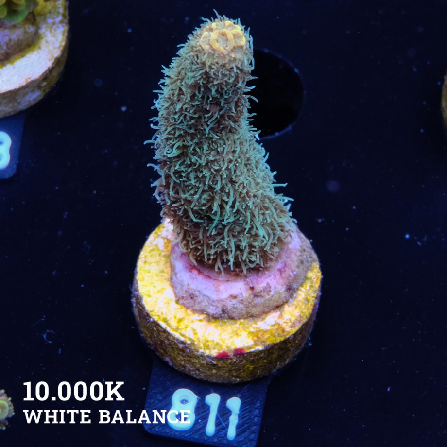 Acropora Millepora