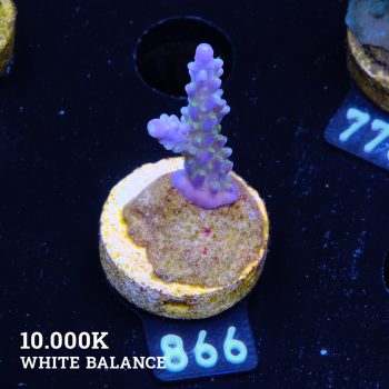 Acropora 'Blue & Green Polyps'