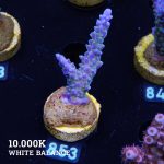 Acropora 'Blue & Green Polyps'