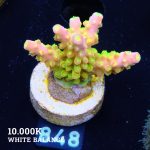FM Sour Patch