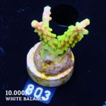 FM Sour Patch