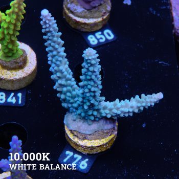 TK Blue Stag