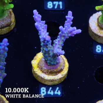Acropora 'Blue & Green Polyps'