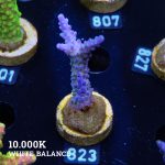 Acropora 'Blue & Green Polyps'