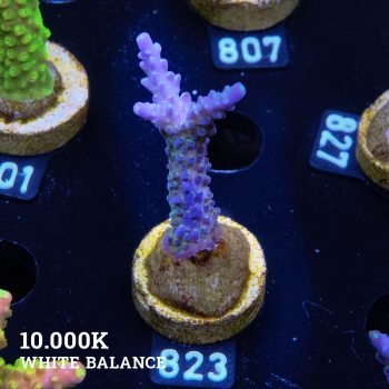 Acropora 'Blue & Green Polyps'