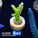 FM Sour Patch