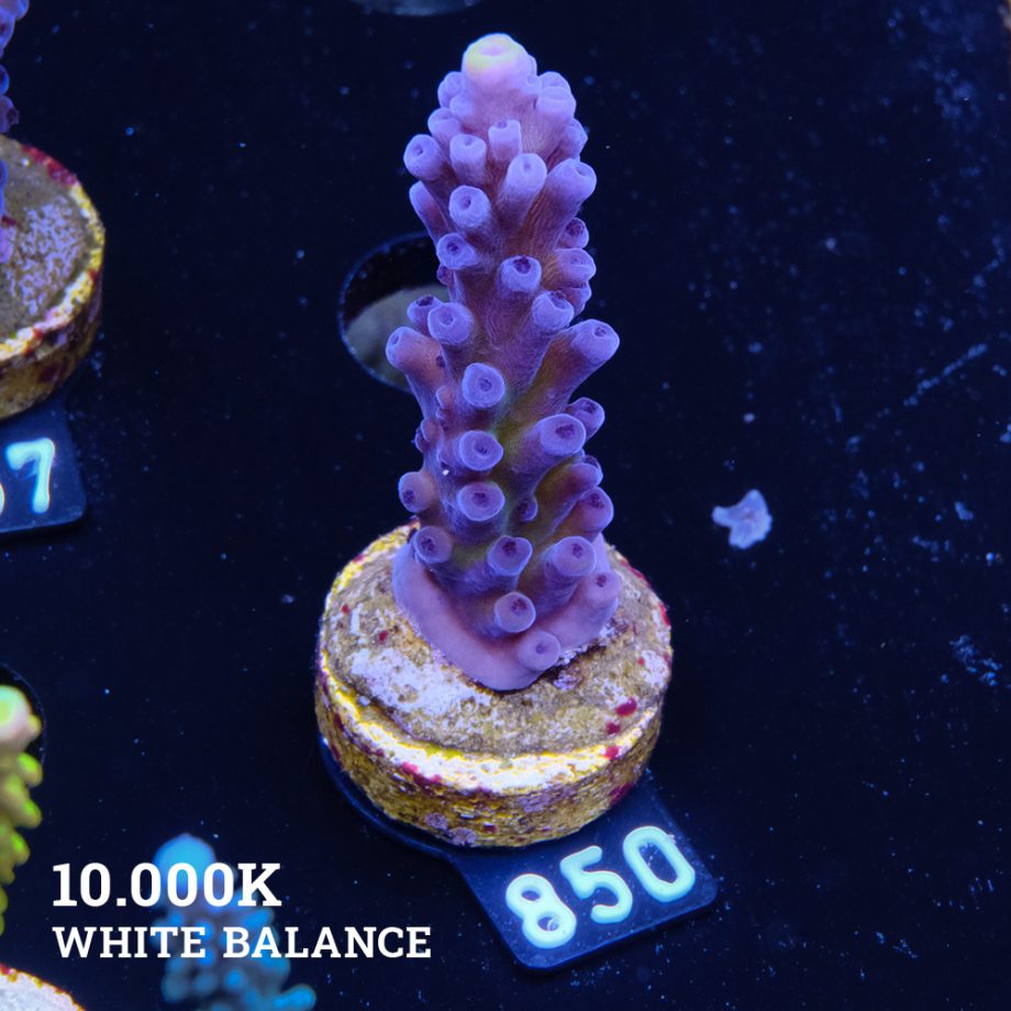 Acropora 'Cali Tort