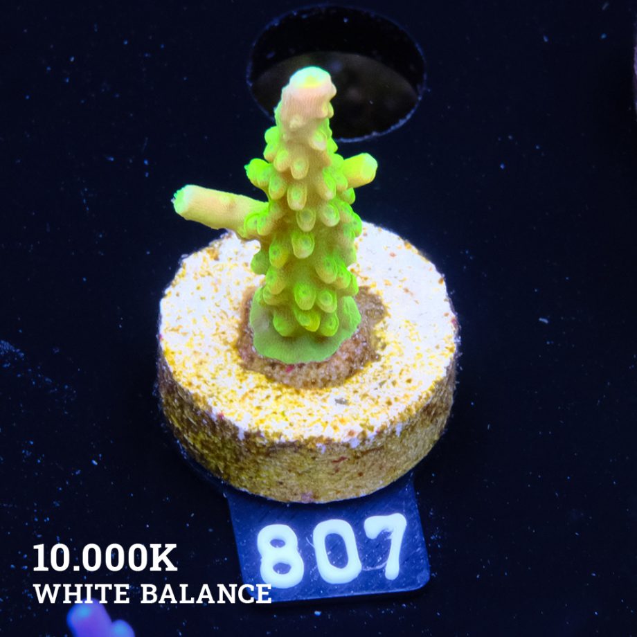 Patch FM Sour