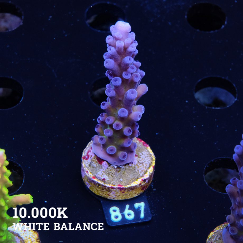 Acropora 'Cali Tort
