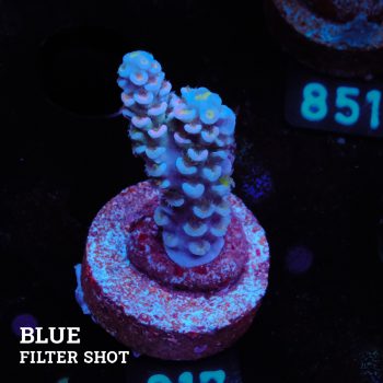 Acropora Tenuis 'Blue'
