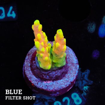 Acropora Latistella 'Bali Shorty' (enano de Bali)