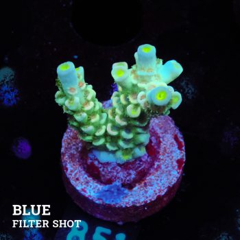 Acropora Tenuis