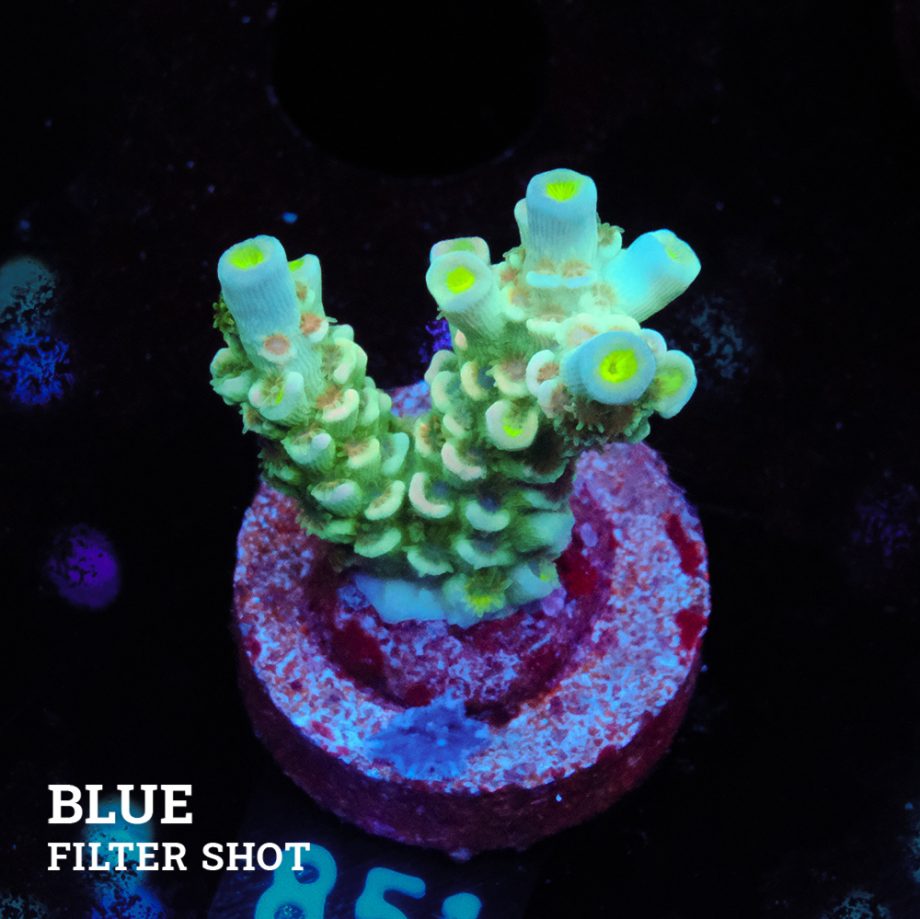 Acropora Tenuis
