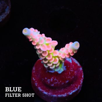 Acropora 'Rainbow Ultra'