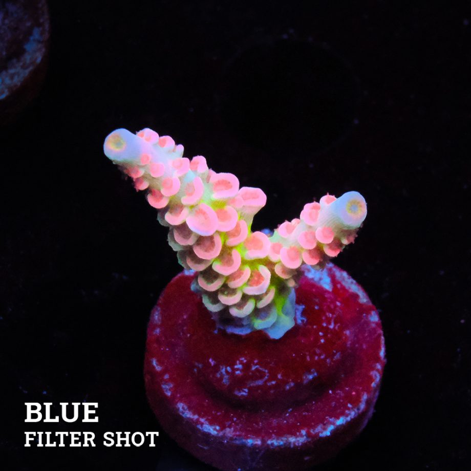 Acropora 'Rainbow Ultra'