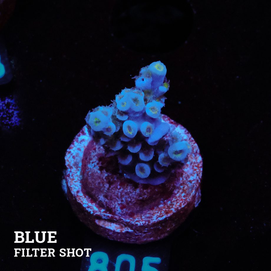 Acropora Tenuis 'Blue'