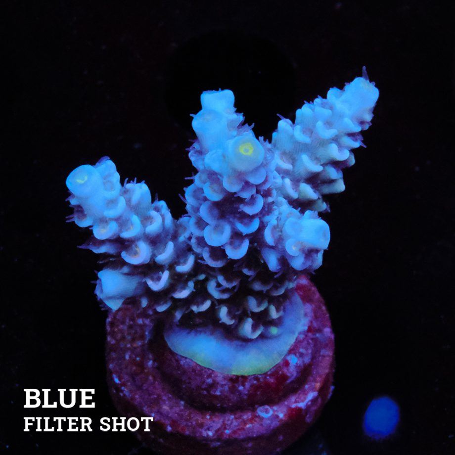 Acropora Tenuis 'Pastel' (Pastel)