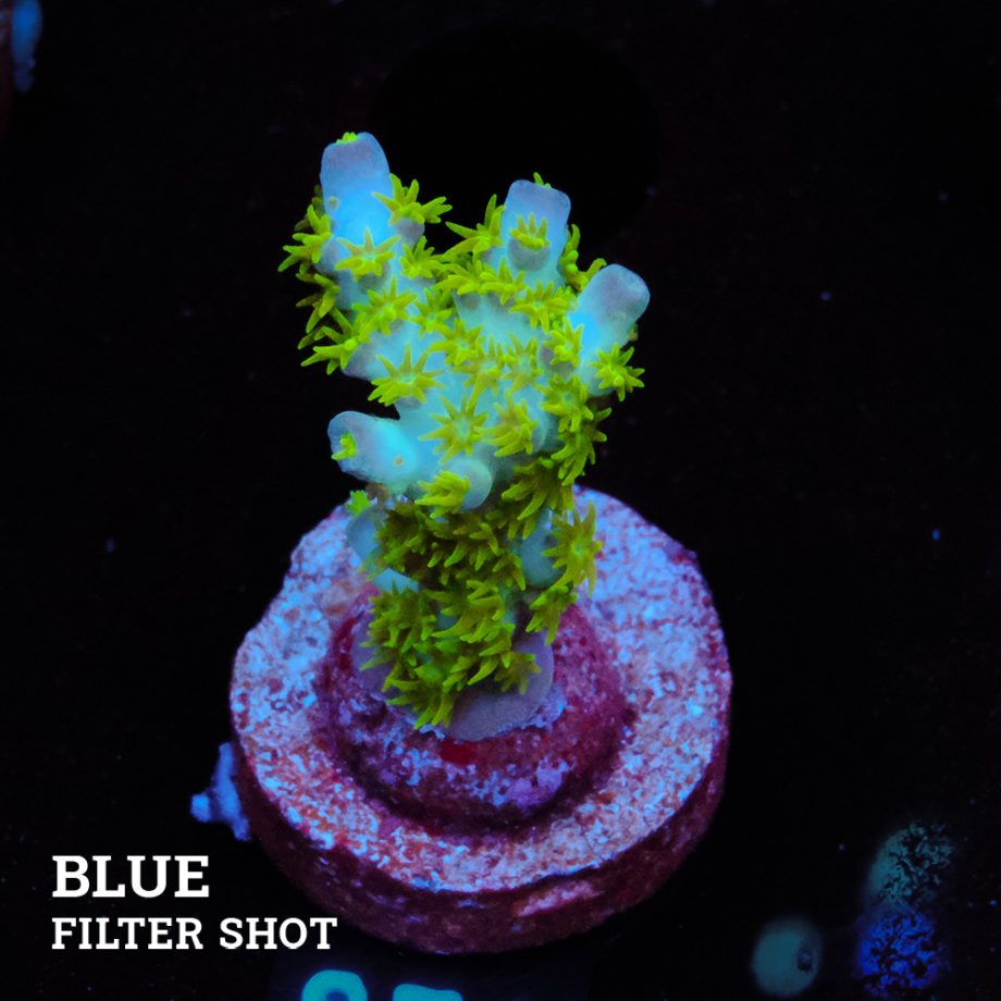 Acropora Mirabellis