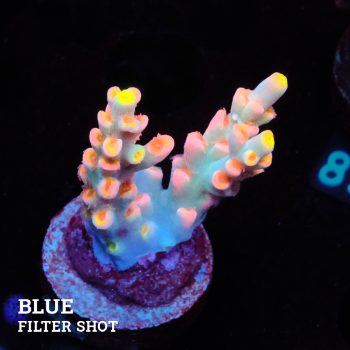 Acropora 'Flaming Sunrise'