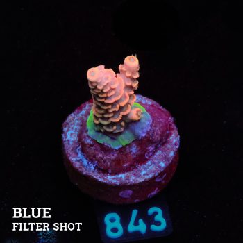 Acropora Millepora B-Ware
