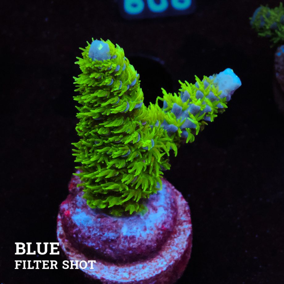 Acropora 'Hippies Cousin'