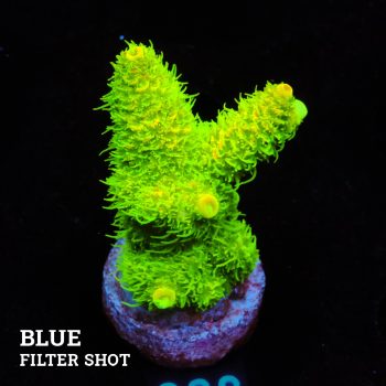 Acropora Millepora 'Neon Green'